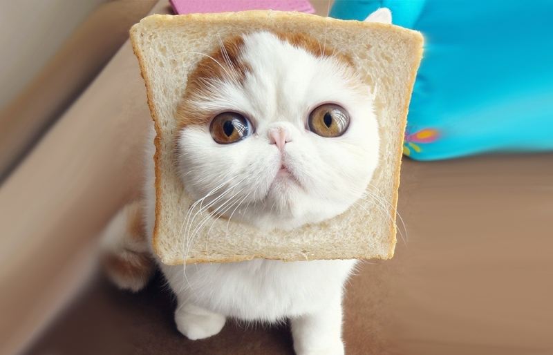 可爱小猫咪