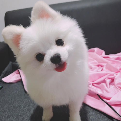 忠诚呆萌的小奶狗