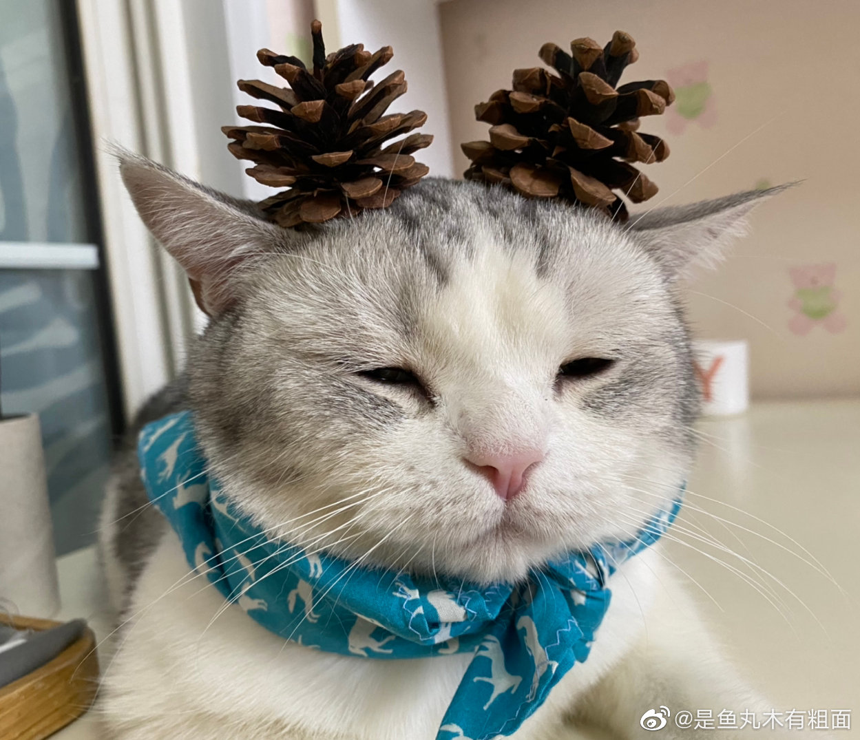 贪吃的网红小猫《鱼丸》