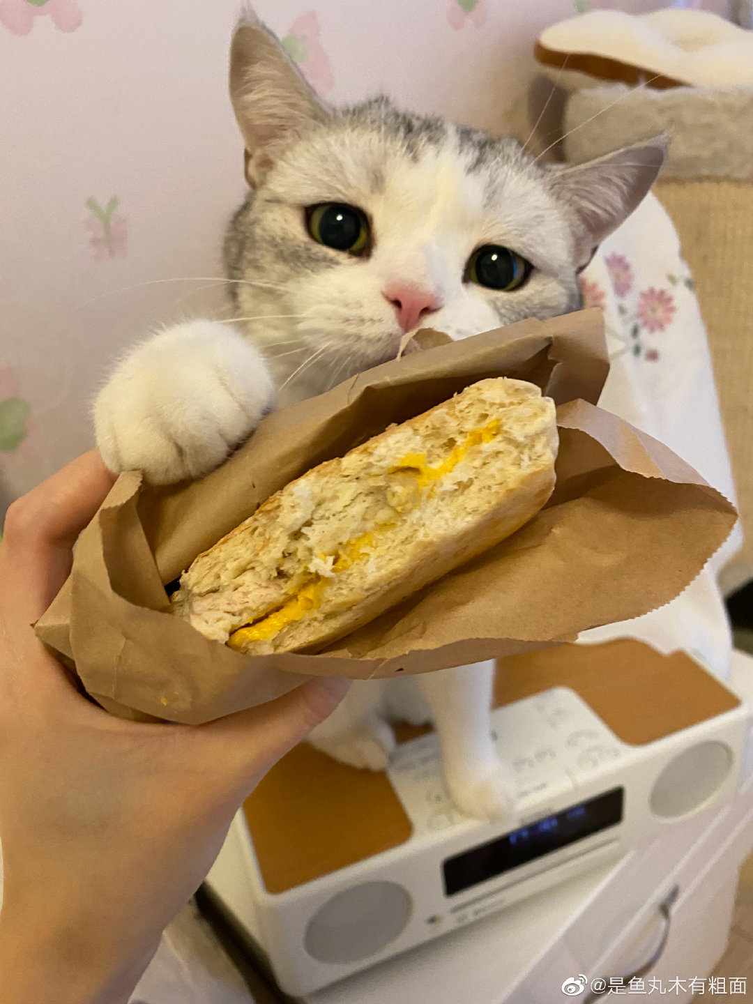 贪吃的网红小猫《鱼丸》