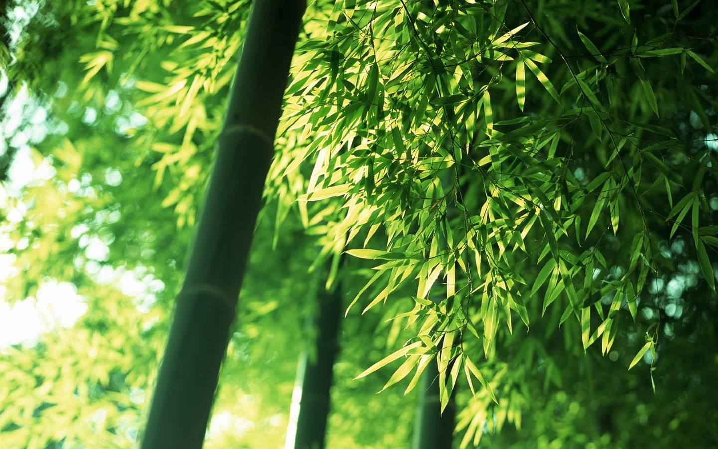 青竹翠绿