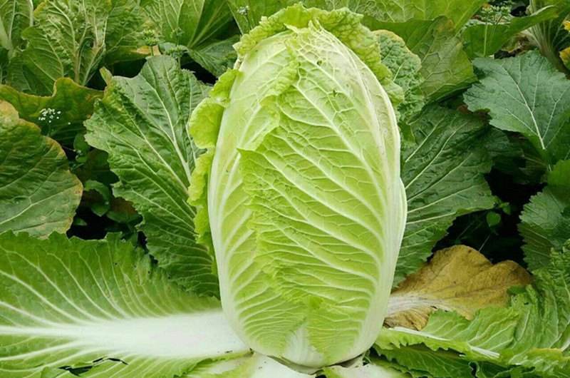 新鲜大白菜
