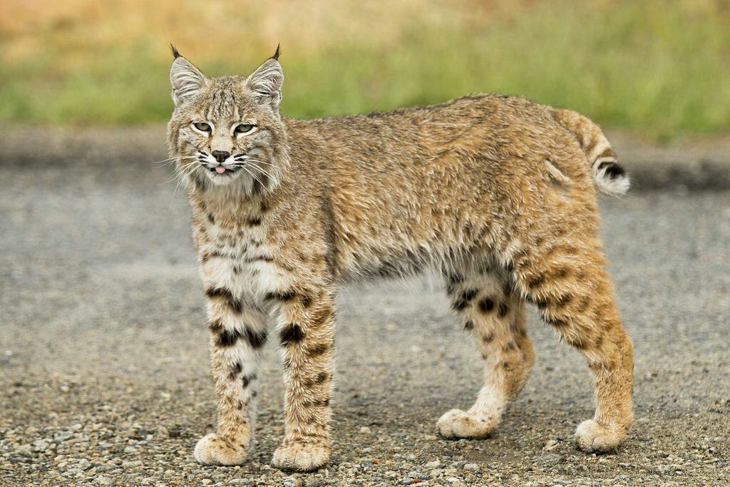 尖耳猫猞猁