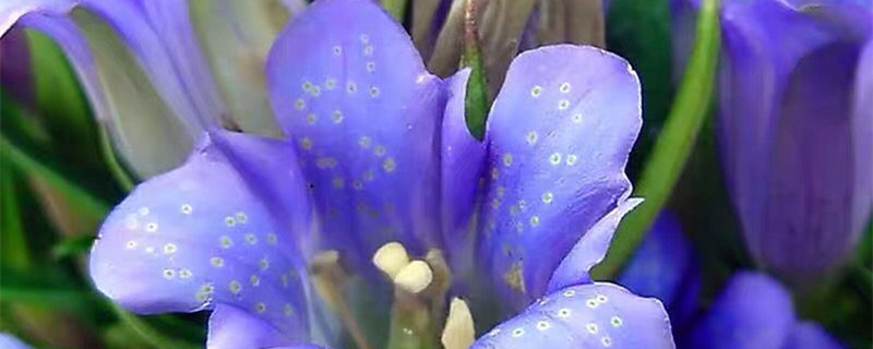 龙胆草