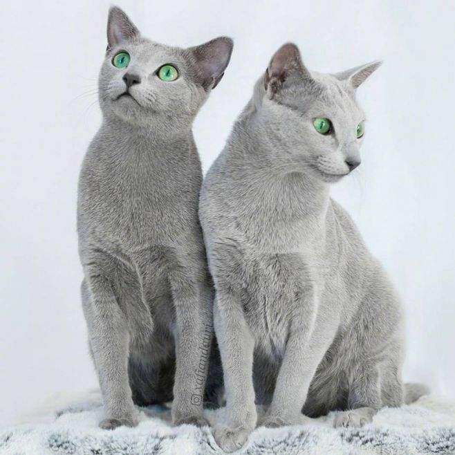 俄罗斯蓝猫