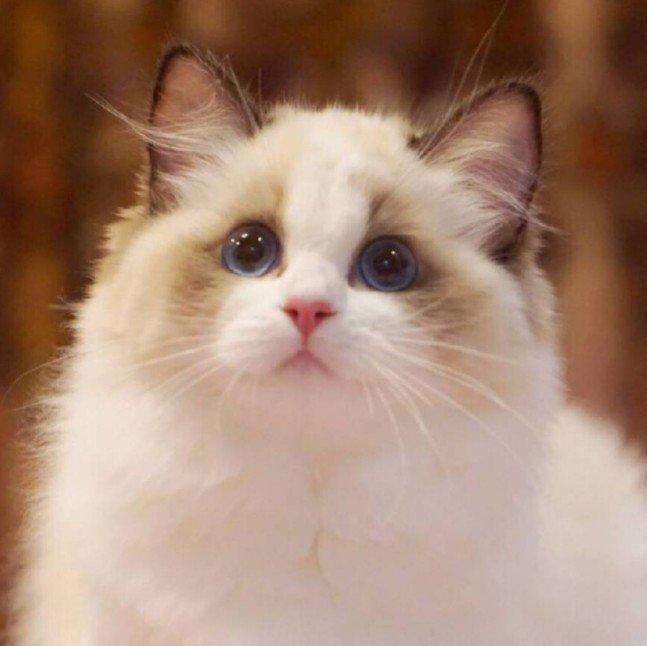 猫中天使布偶猫