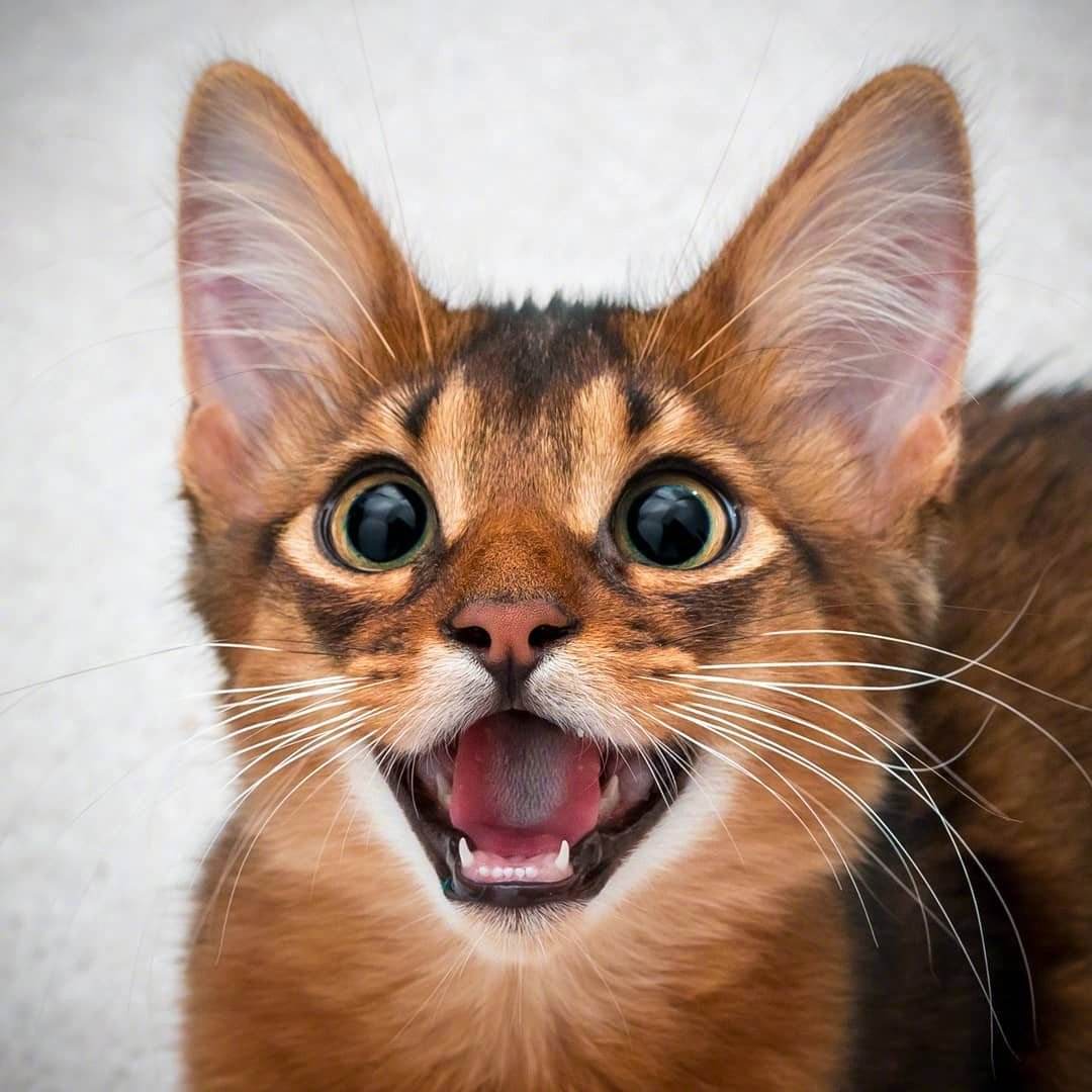 索马里猫