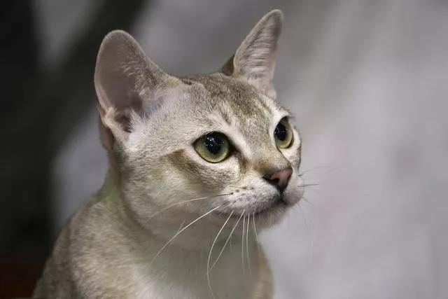 新加坡猫