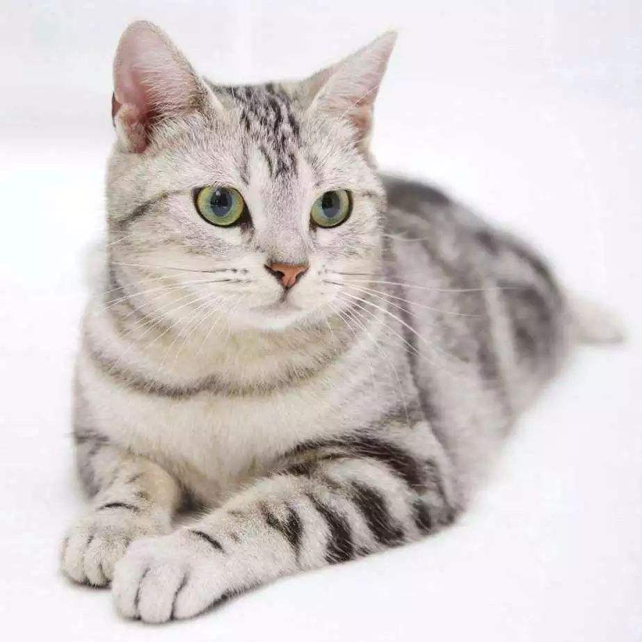美国短毛猫