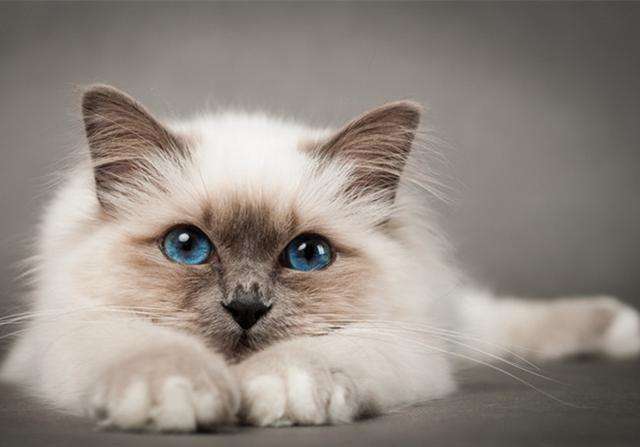伯曼猫