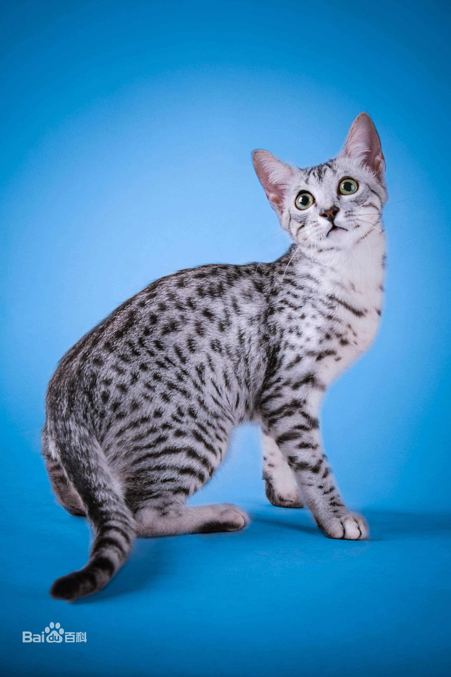 埃及猫