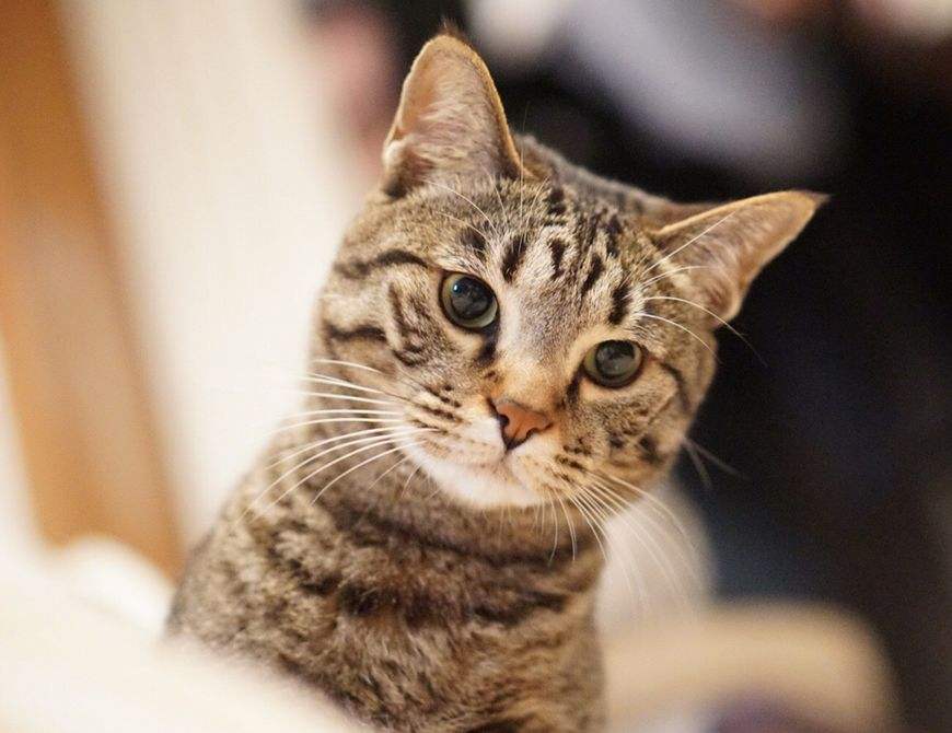 中国狸花猫