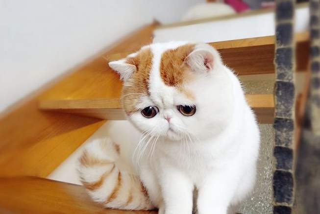 异国短毛猫