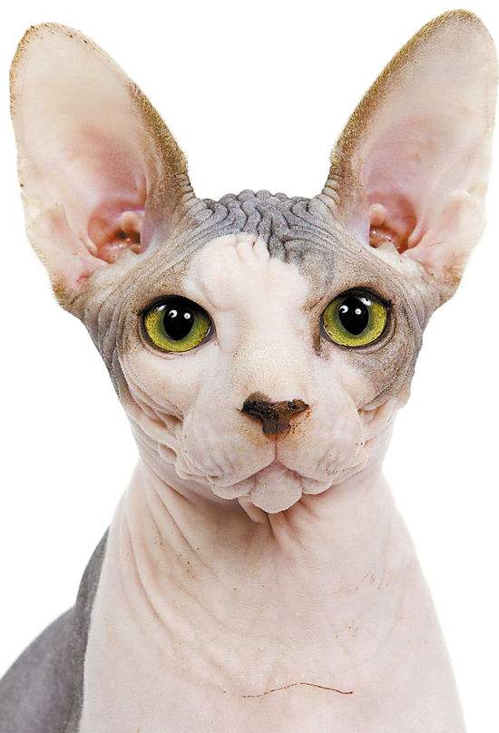 斯芬克斯猫