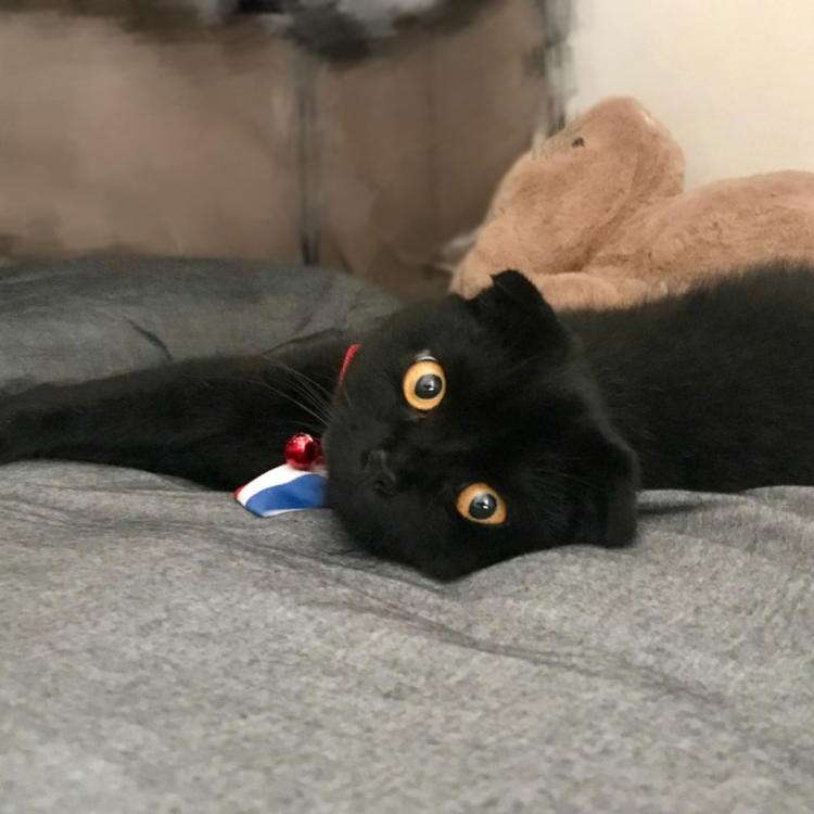 孟买猫