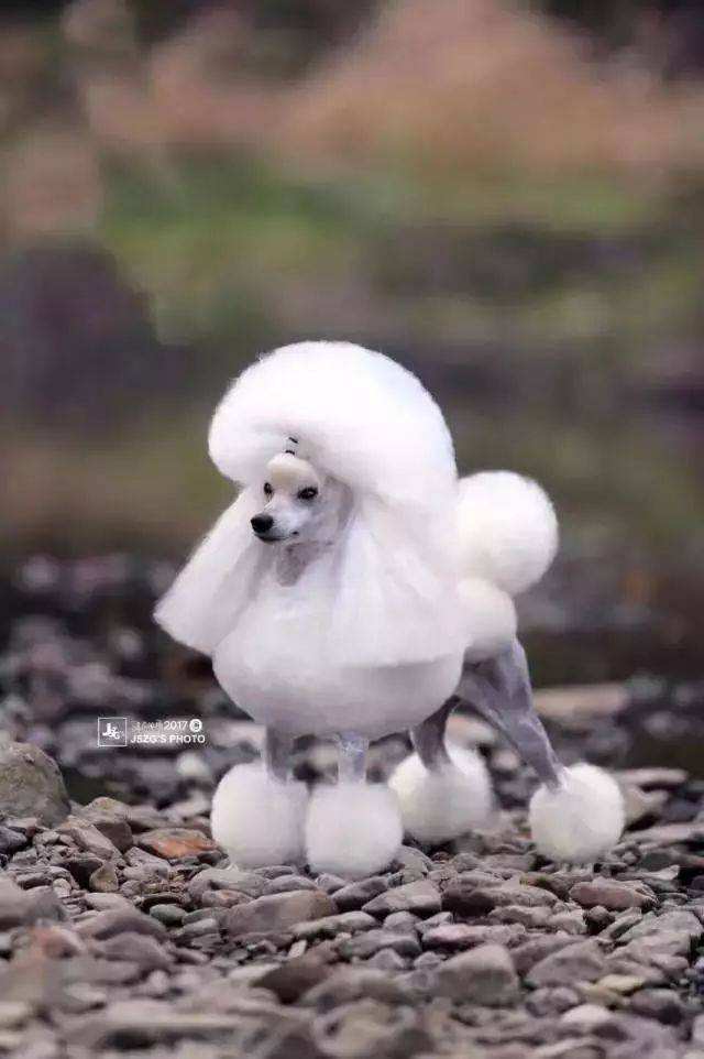 贵宾犬