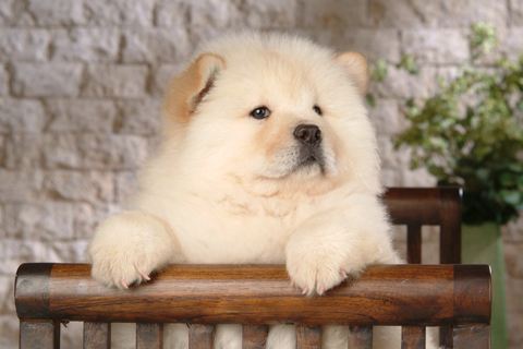 憨憨松狮犬