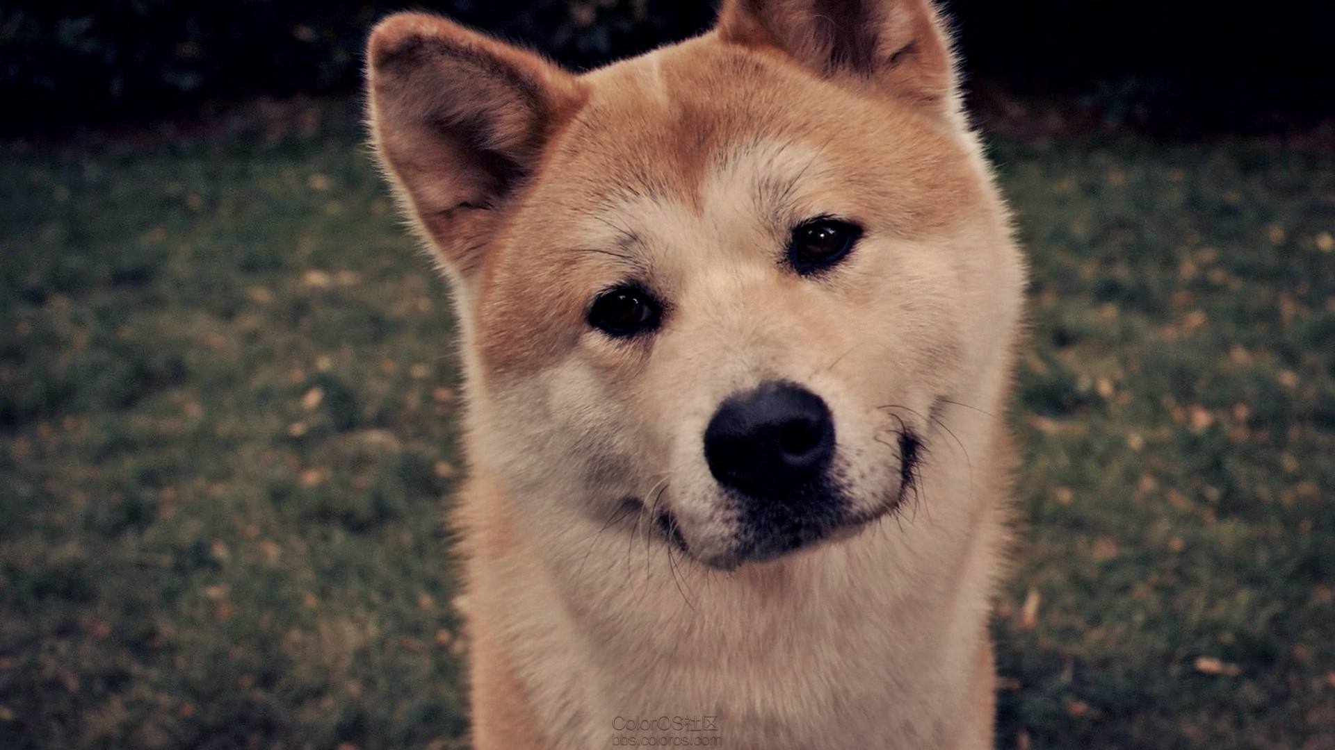 忠犬八公