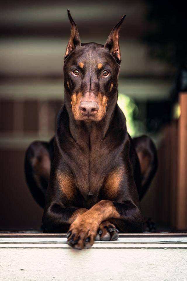 暴躁的绅士——杜宾犬