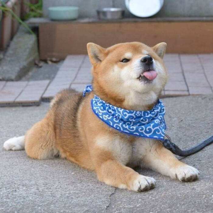 表情包始祖——柴犬