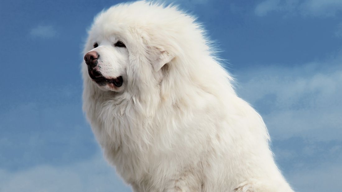 悍犬藏獒