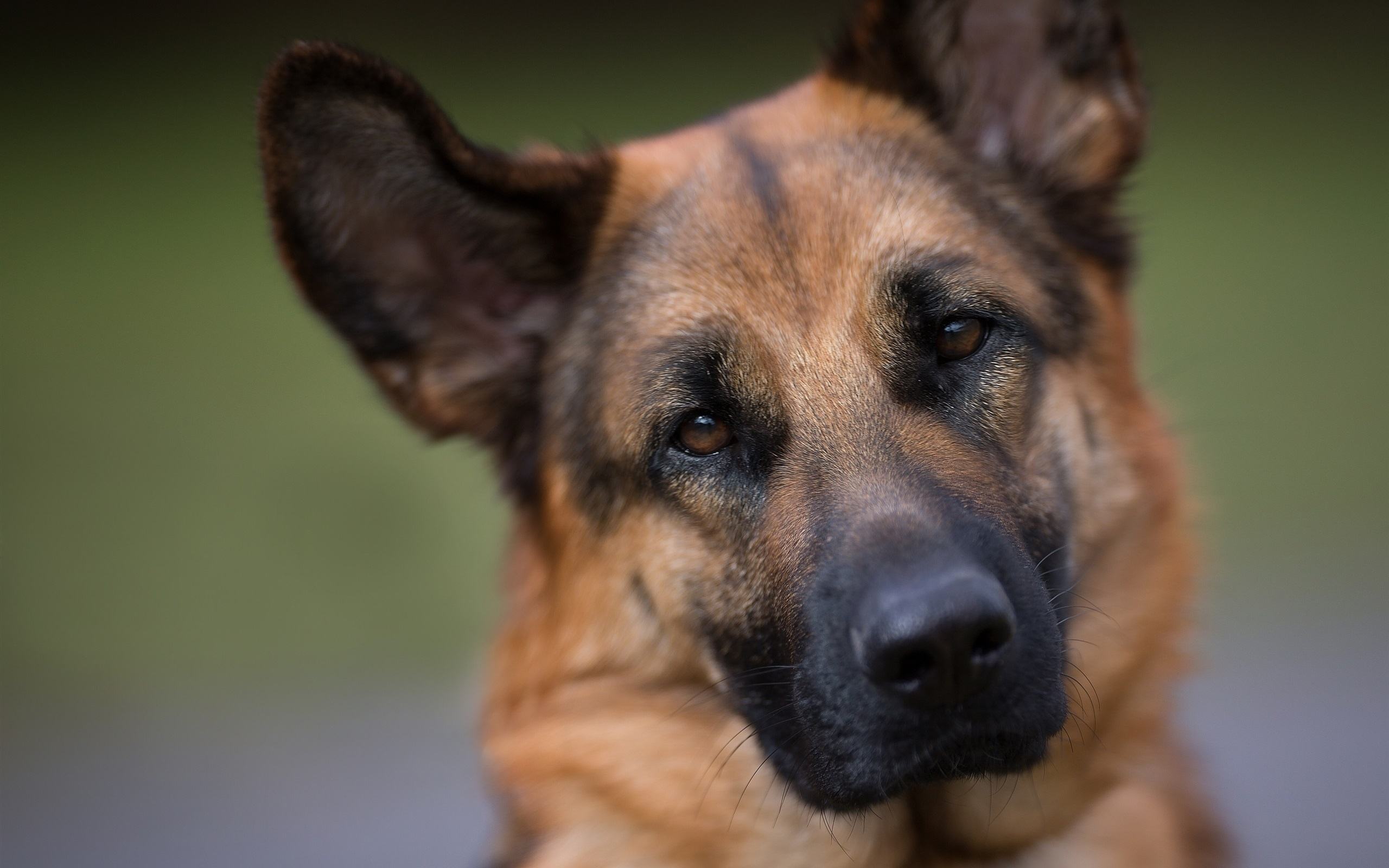 天然警犬——德牧