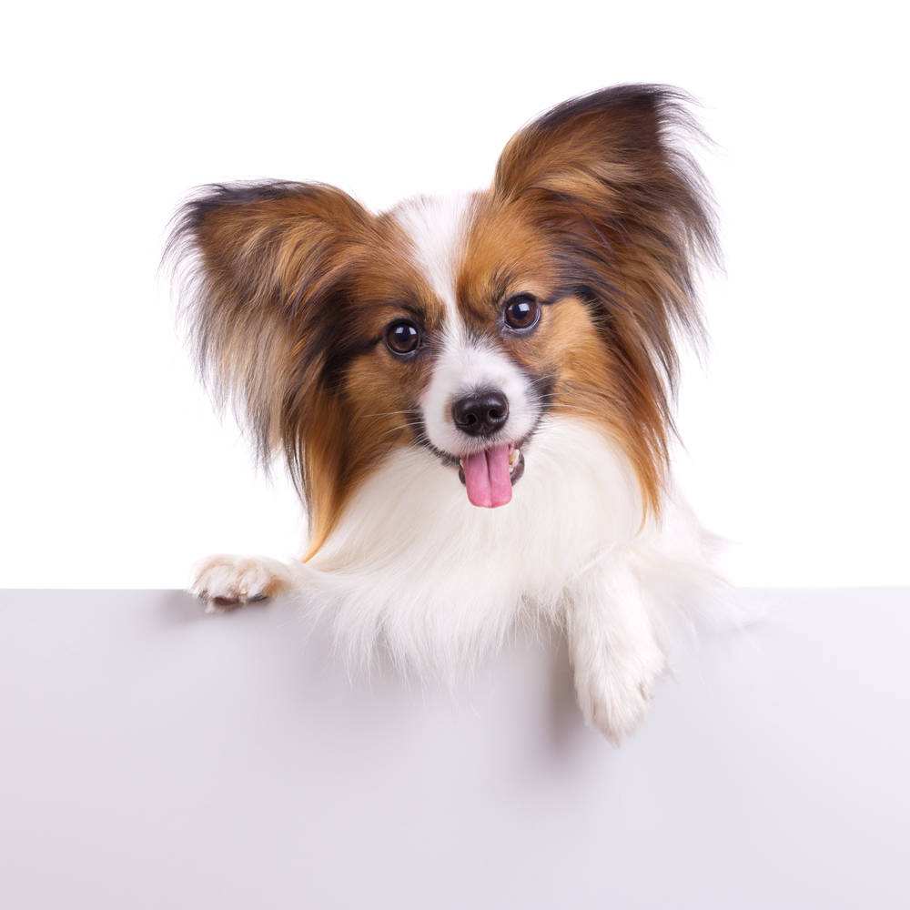 蝴蝶犬