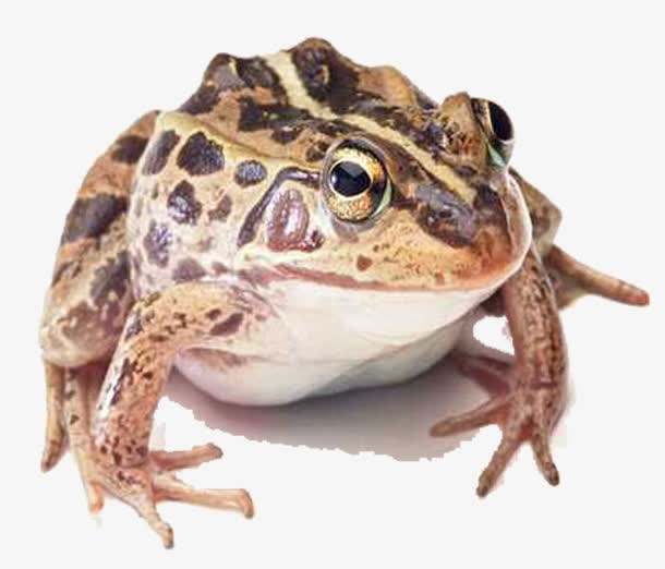 虎纹蛙