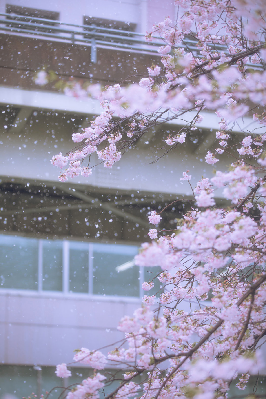 东京·樱花