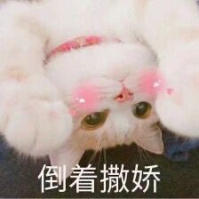 猫咪表情包