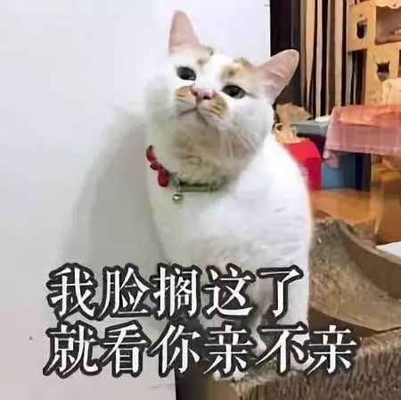 小猫咪卖萌表情