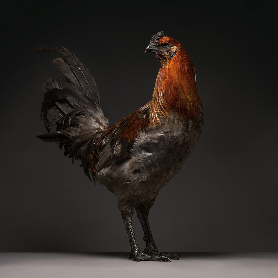 The CHICken book摄影