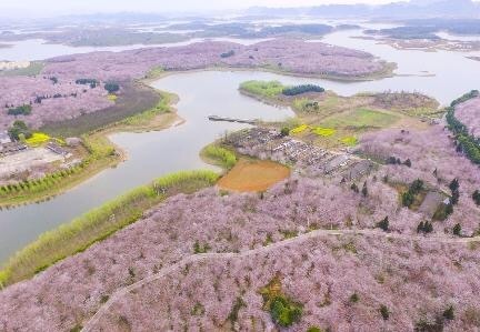 贵阳平坝农场航拍的樱花海