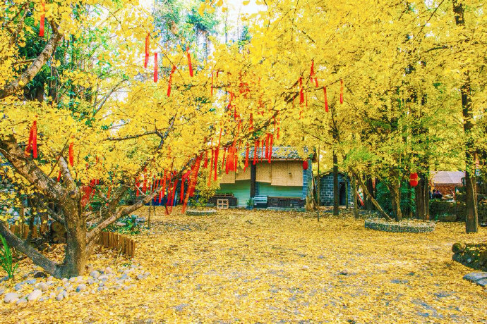 云南腾冲银杏村