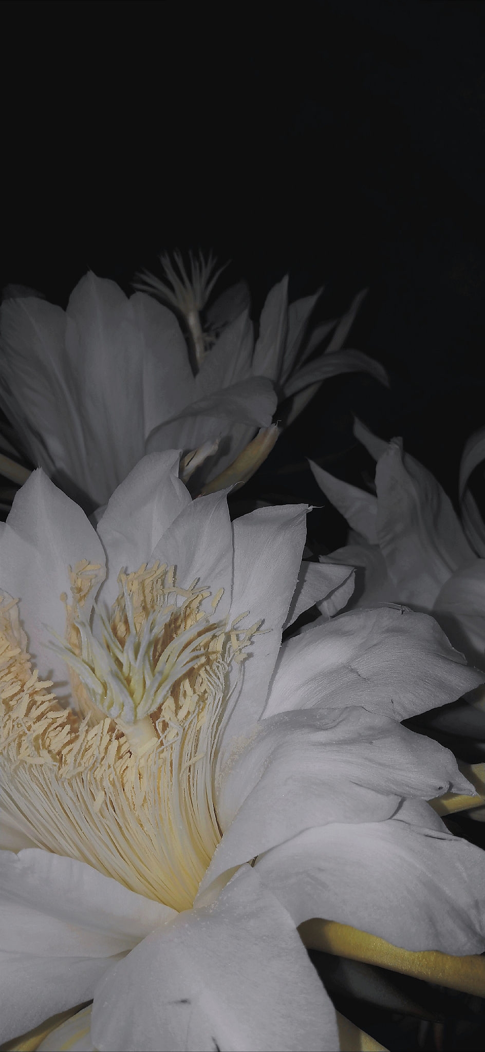 最美也是昙花一现