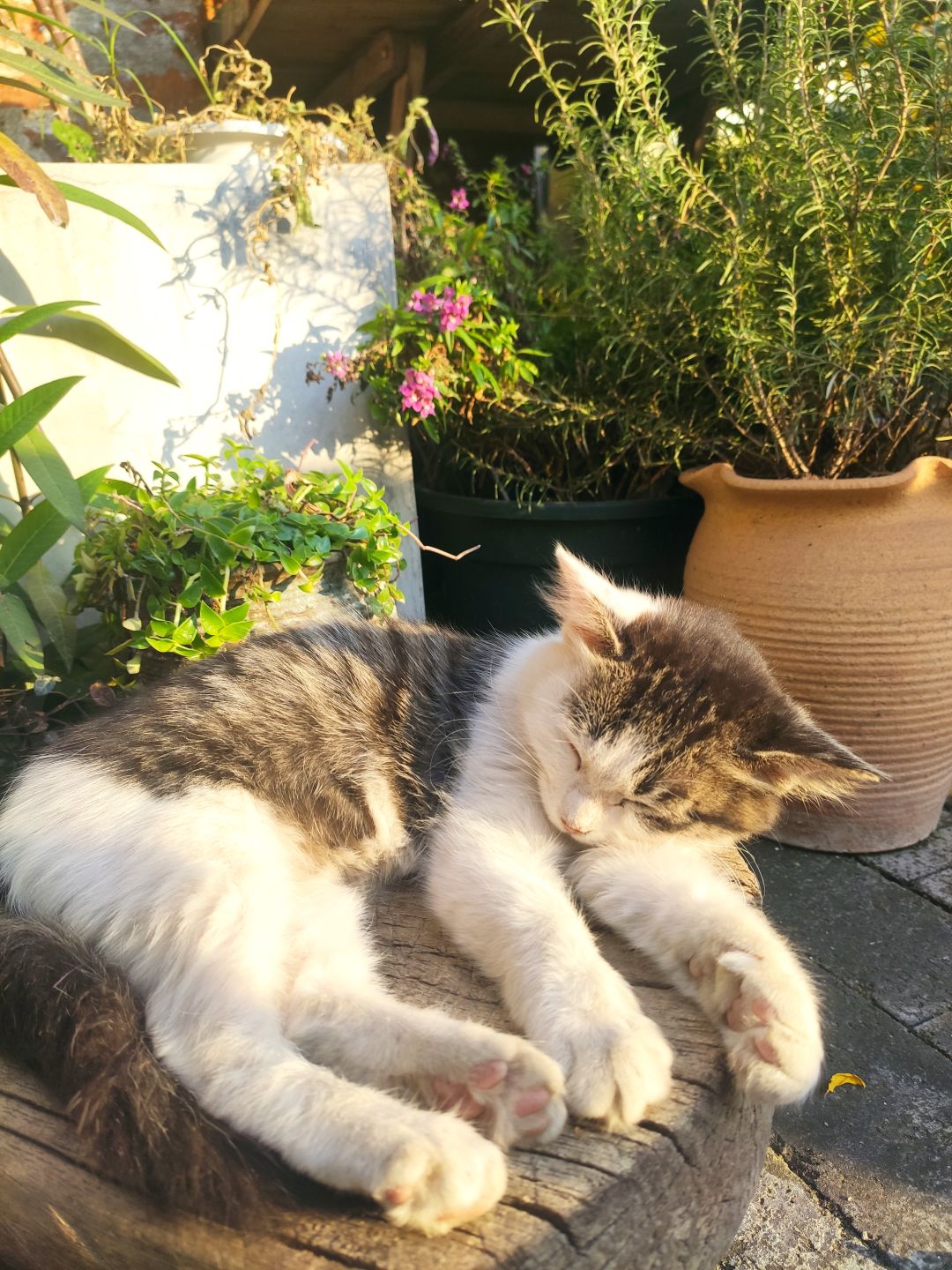 懒洋洋猫咪