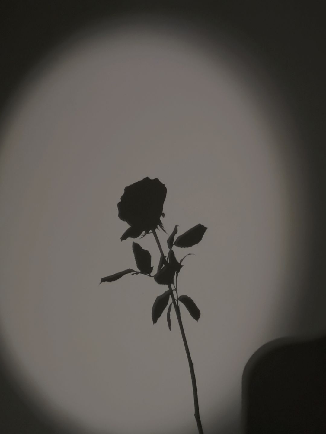 夜晚的玫瑰花