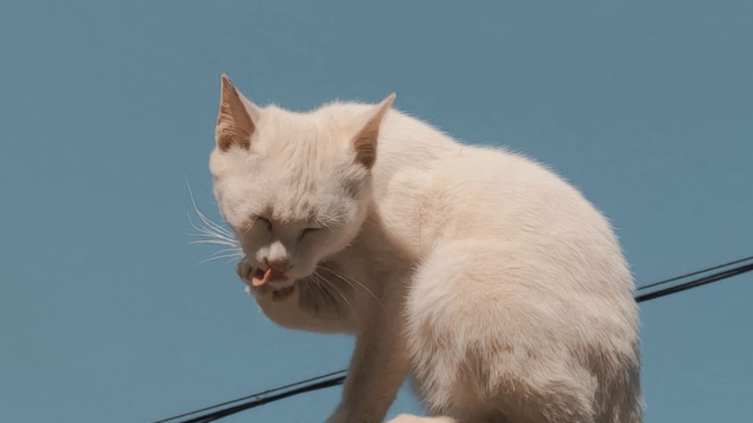 爬墙的猫咪