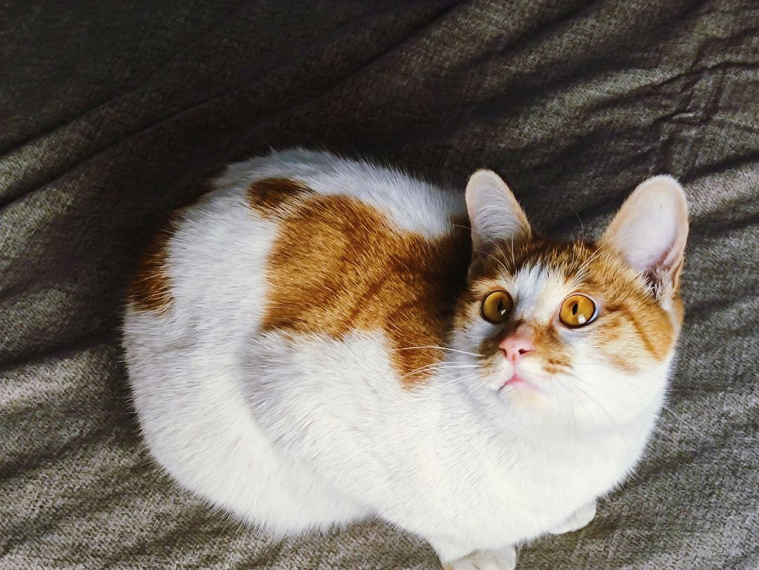 橘猫