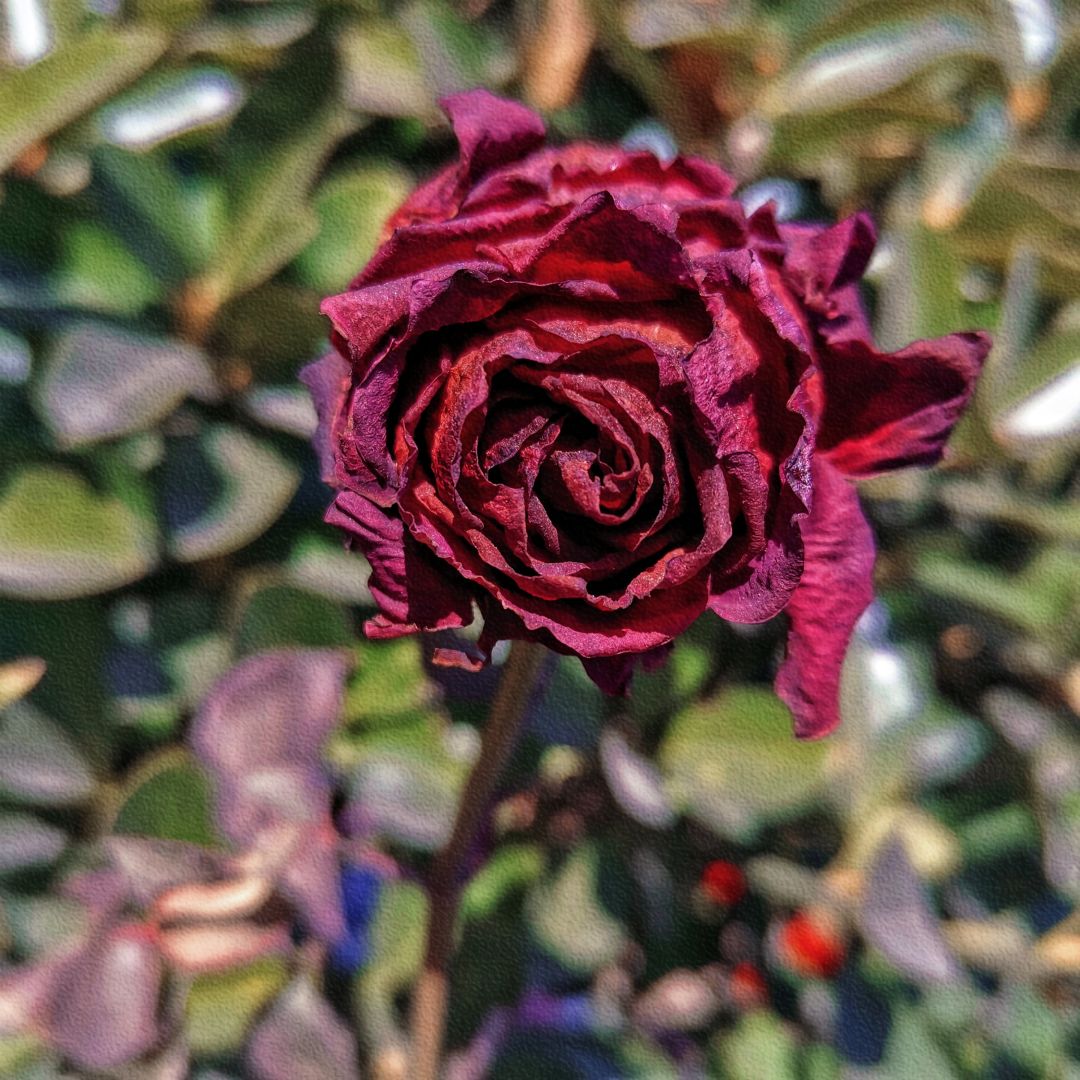 凋零的花朵