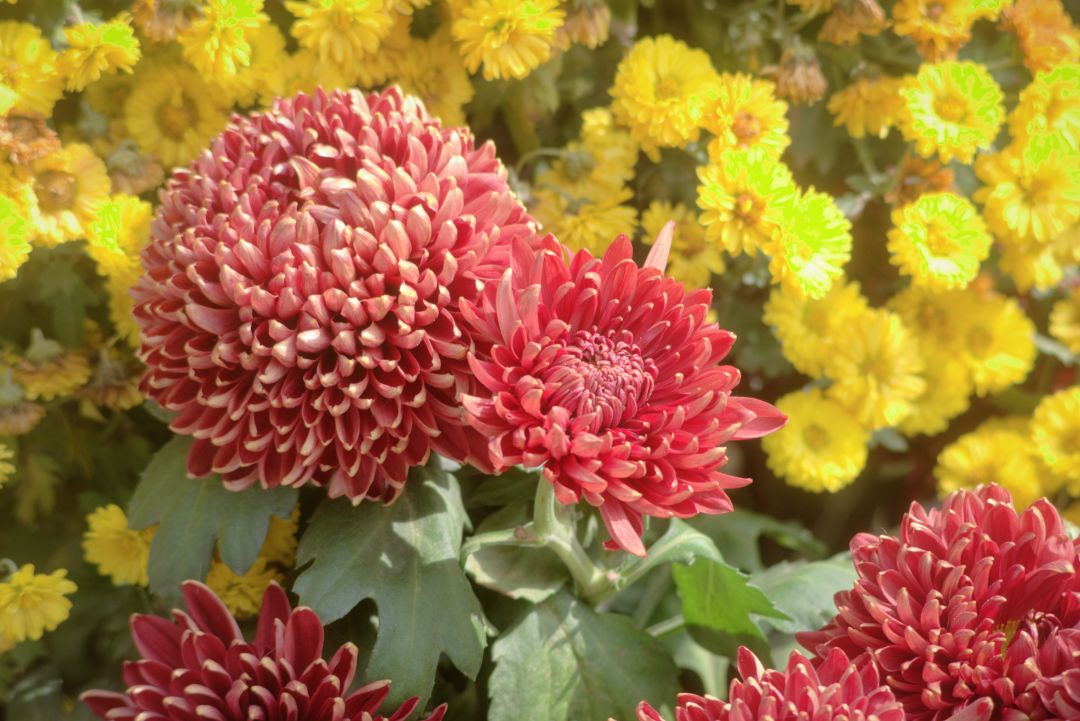 满山菊花