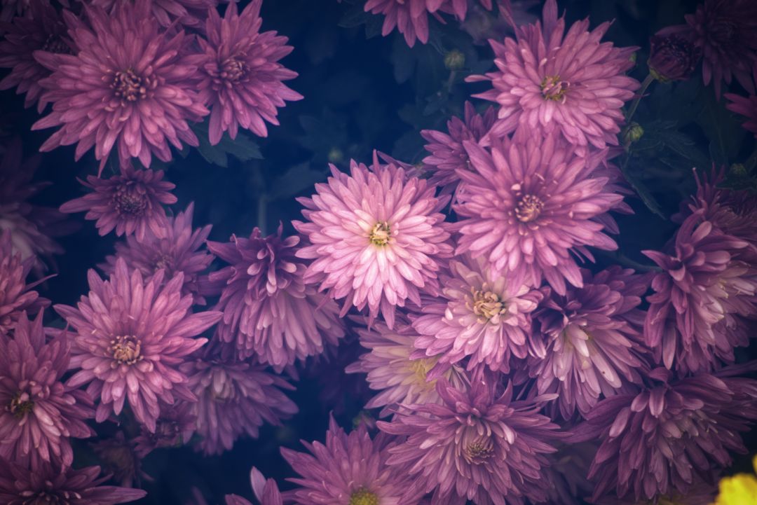 满山菊花