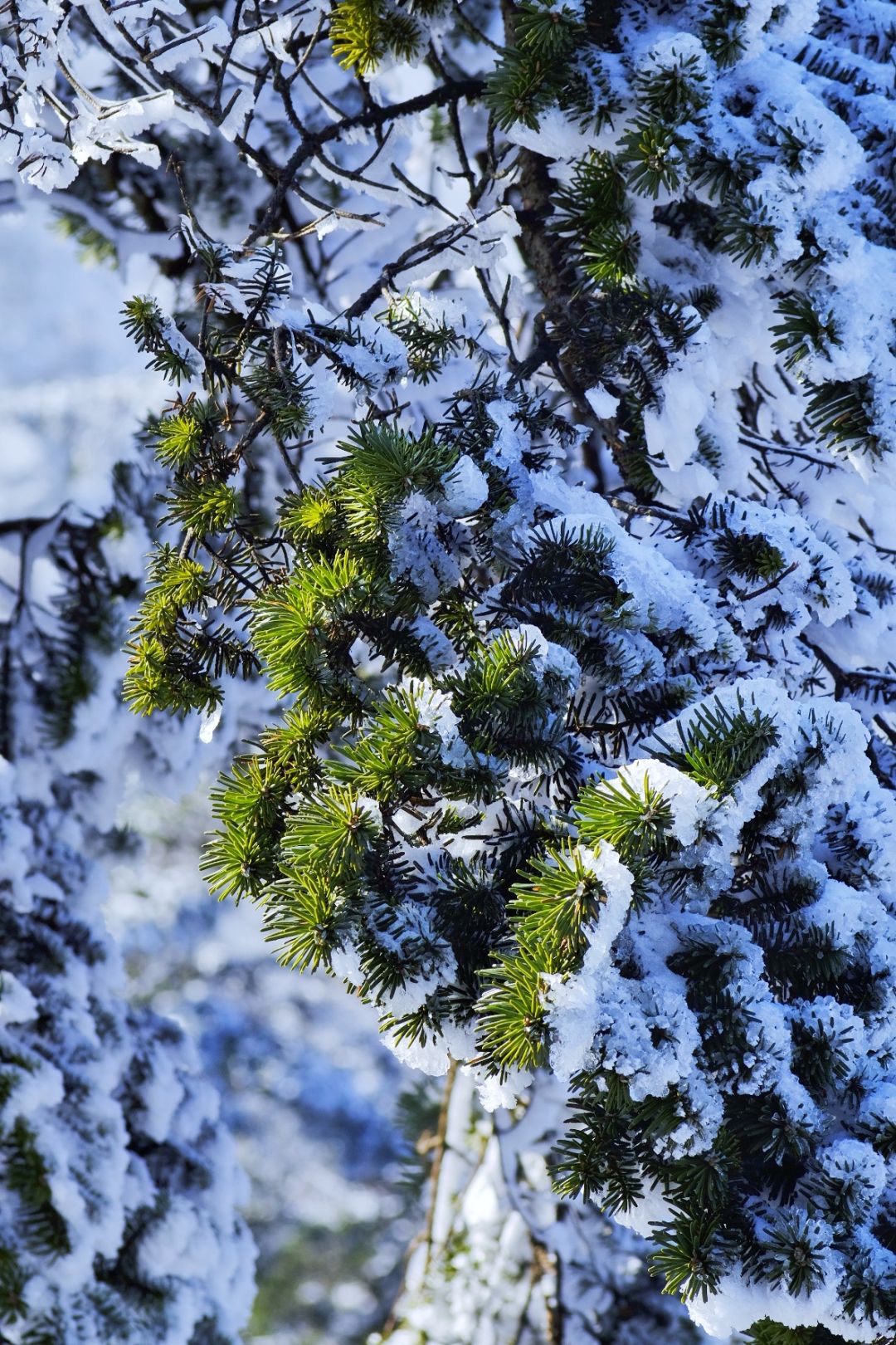 雪后的植物