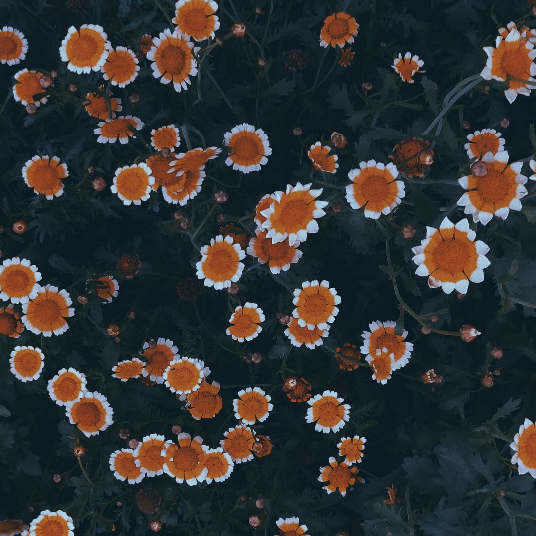 小橘花