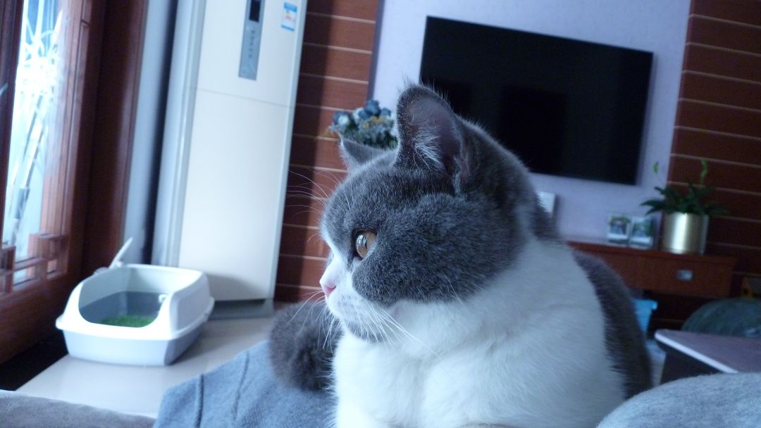 猫咪：蓝毛