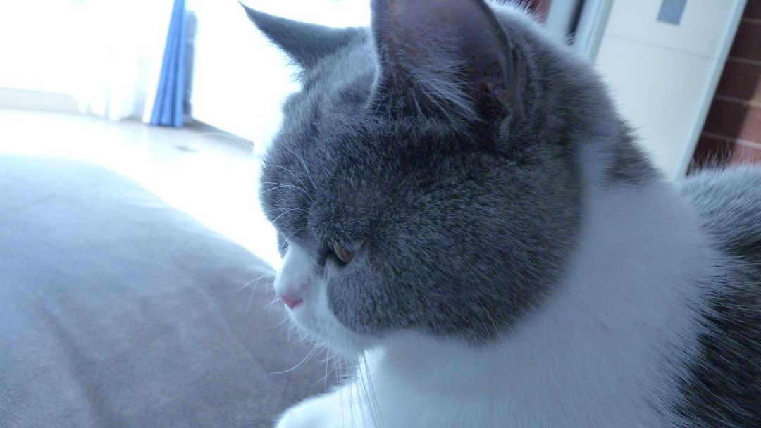 猫咪：蓝毛
