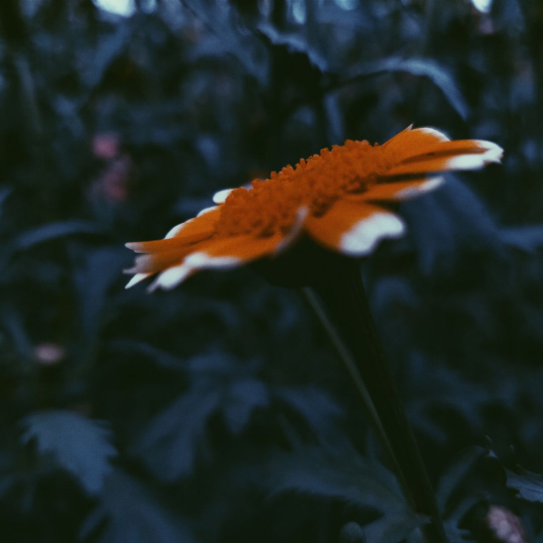 小橘花