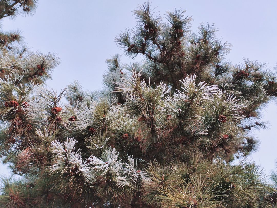 雪松