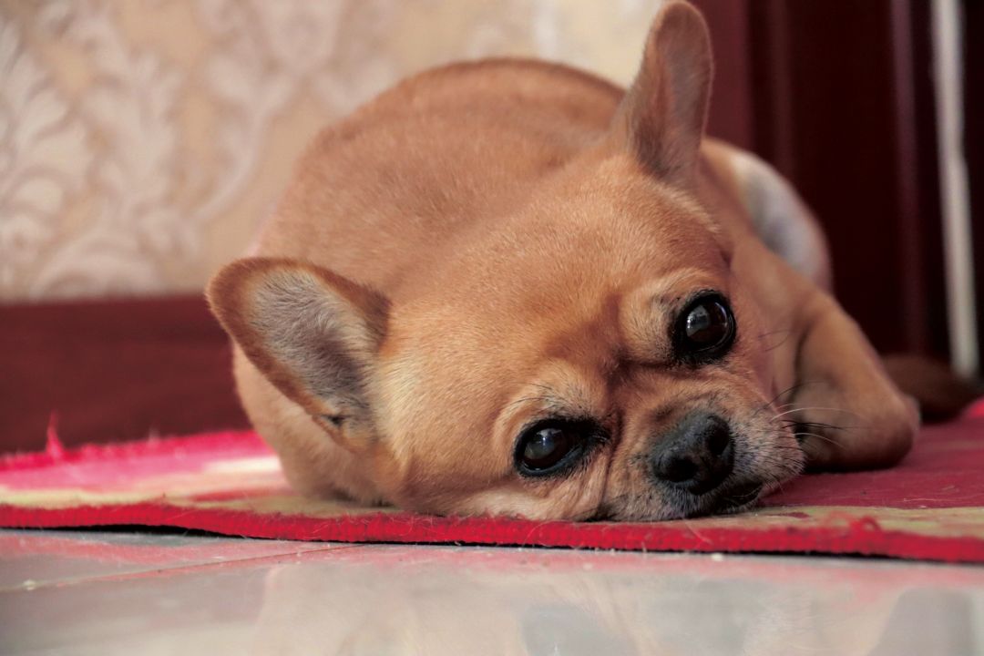 斗牛犬