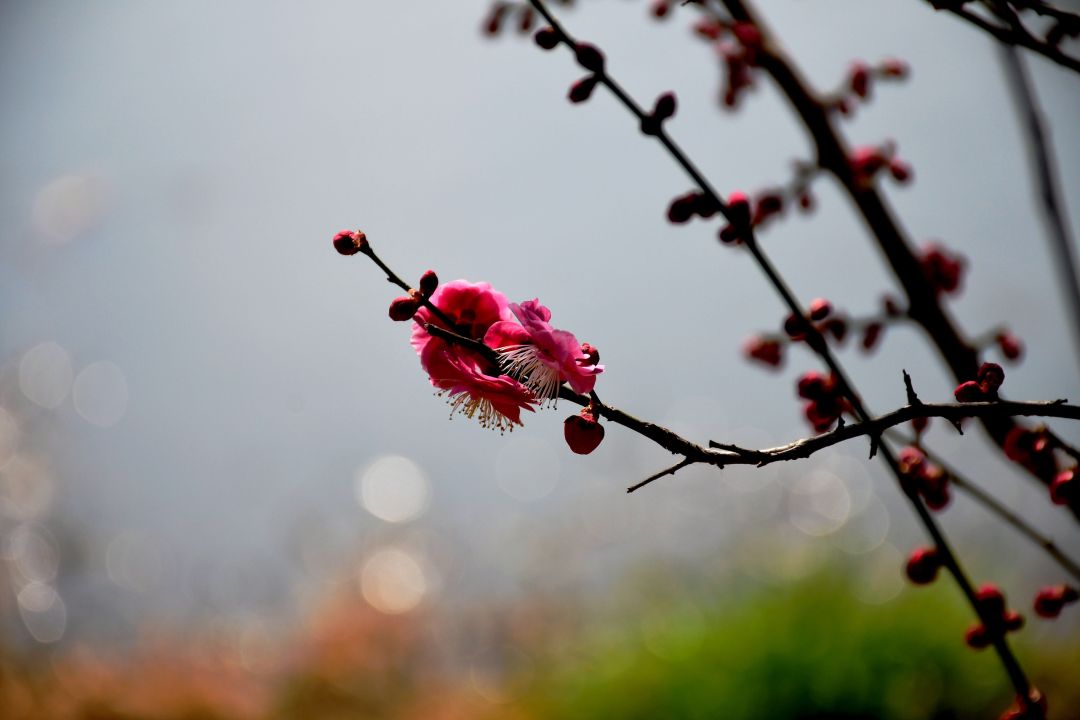 梅花开